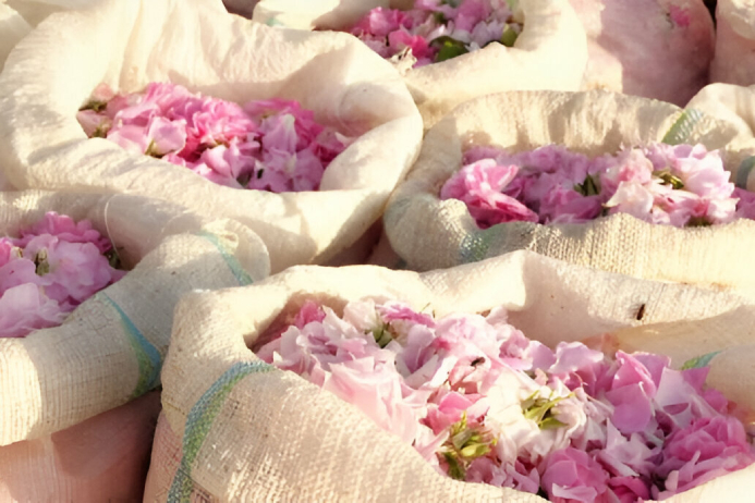 Some brands may not be transparent about their sourcing practices. They might use rose petals from unsustainable or unethical sources, potentially involving over-harvesting or exploiting workers.